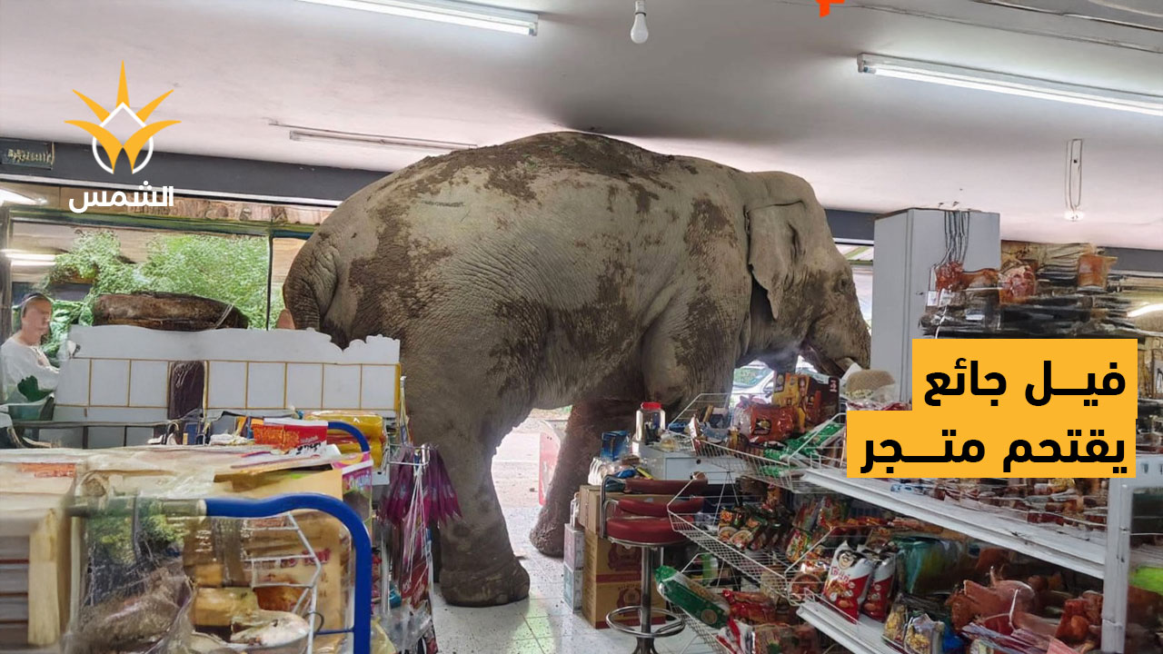 فيل ضخم يقتحم متجرًا في تايلاند بحثًا عن الطعام