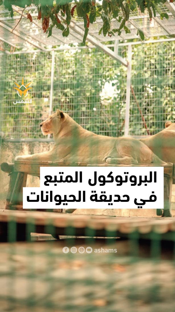 نمر يودي بحياة عامل في حديقة حيوان القدس… فما البروتوكول والإجراءات المتبعة بعد الحادثة