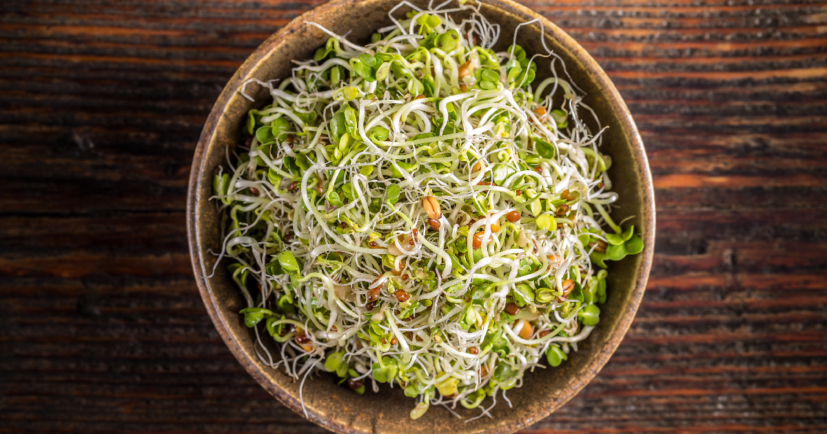 براعم القمح تحت المجهر.. لماذا ينصح بها خبراء التغذية؟