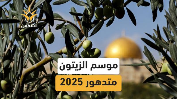 موسم 2025 بزيت الزيتون ضعيف وجودة الزيت تراجعت