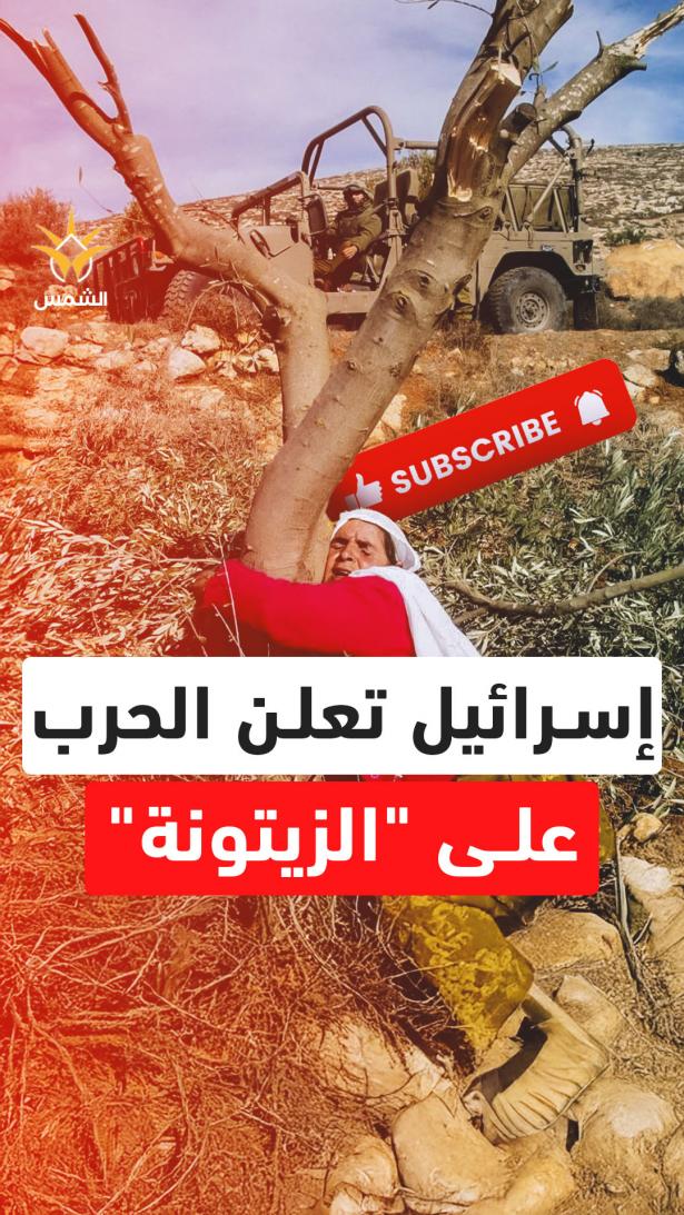 حصار وبوابات وكلاب حراسة استيطانية.. الزيتون الفلسطيني يواجه أخطر موسم في تاريخه