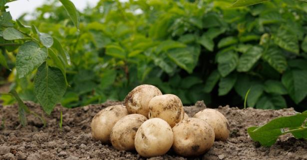 من مخلفات البطاطس إلى سر جمال البشرة: اكتشاف علمي واعد