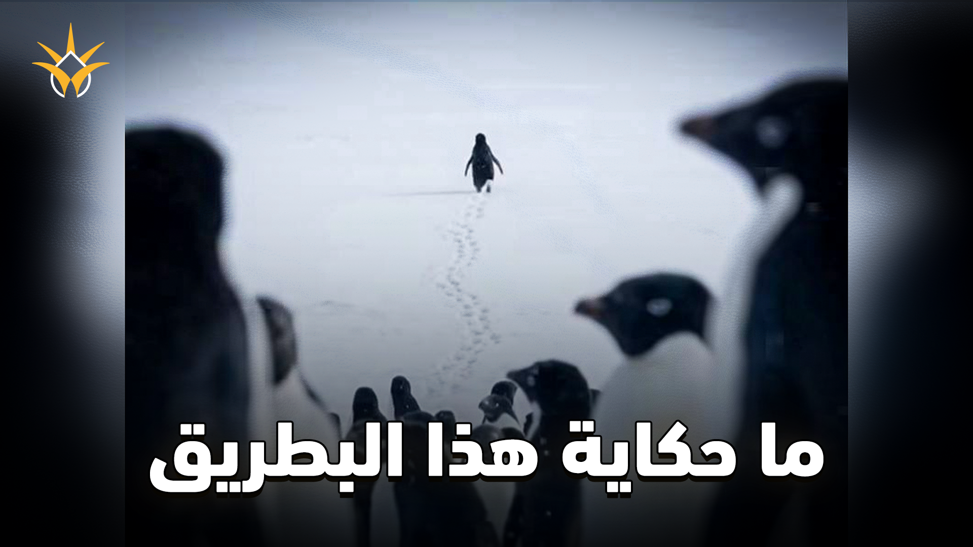 ما قصة البطريق الذي انفصل عن القطيع؟