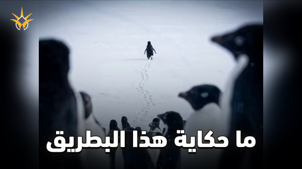 ما قصة البطريق الذي انفصل عن القطيع؟