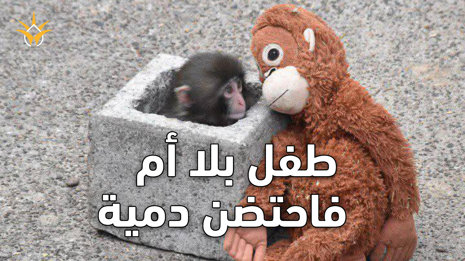 قرد يتيم يحتضن دمية بدل أمّه… مشهد أبكى الملايين