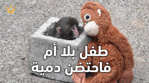 قرد يتيم يحتضن دمية بدل أمّه… مشهد أبكى الملايين