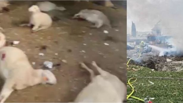 صاروخ يدمر حظيرة أغنام في كفرقاسم: نفوق 49 رأسًا وإصابة فتى بشظايا