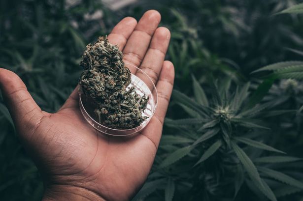 النقب: اعتقال شاب بحوزته 7.5 كلغم مريحوانا