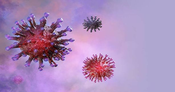 shutterstock - Corona Borealis Studio
