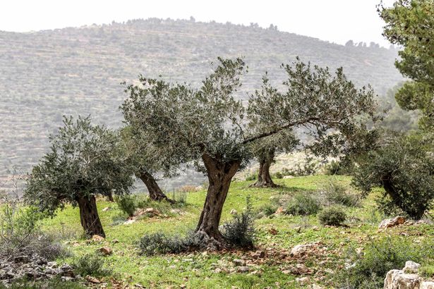 مستوطنون يهاجمون منطقة برية تقوع في بيت لحم
