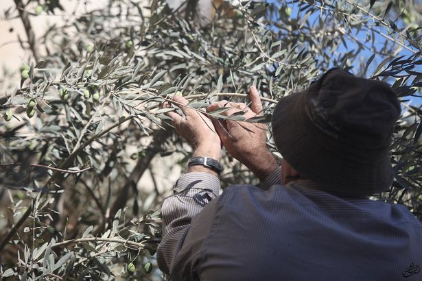 أشجار الزيتون في جبال نابلس بالضفة الغربية.

المصدر: عدي يعيش (Oday Yaish) / ويكيميديا كومنز (CC BY-SA 4.0)