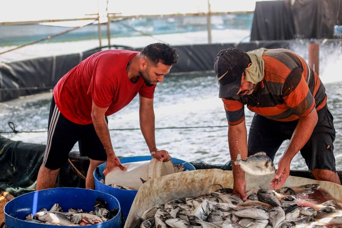 تتطلع إسرائيل لمعالجة النقص الكبير في العمالة، من خلال تجنيد عشرات الآلاف من الهنود
