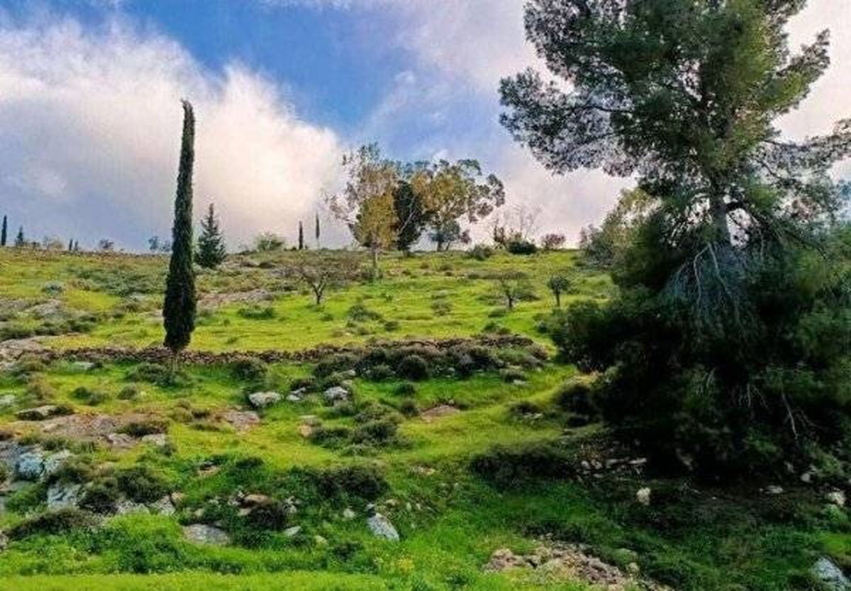بلدة المجد الفلسطينية - موقع تواصل 