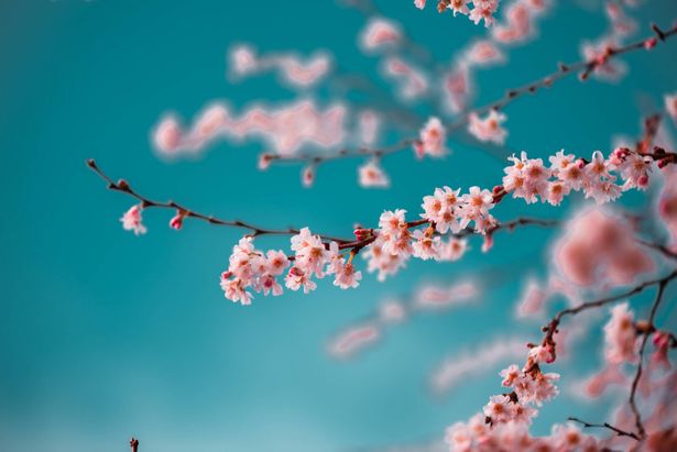 elements.envato