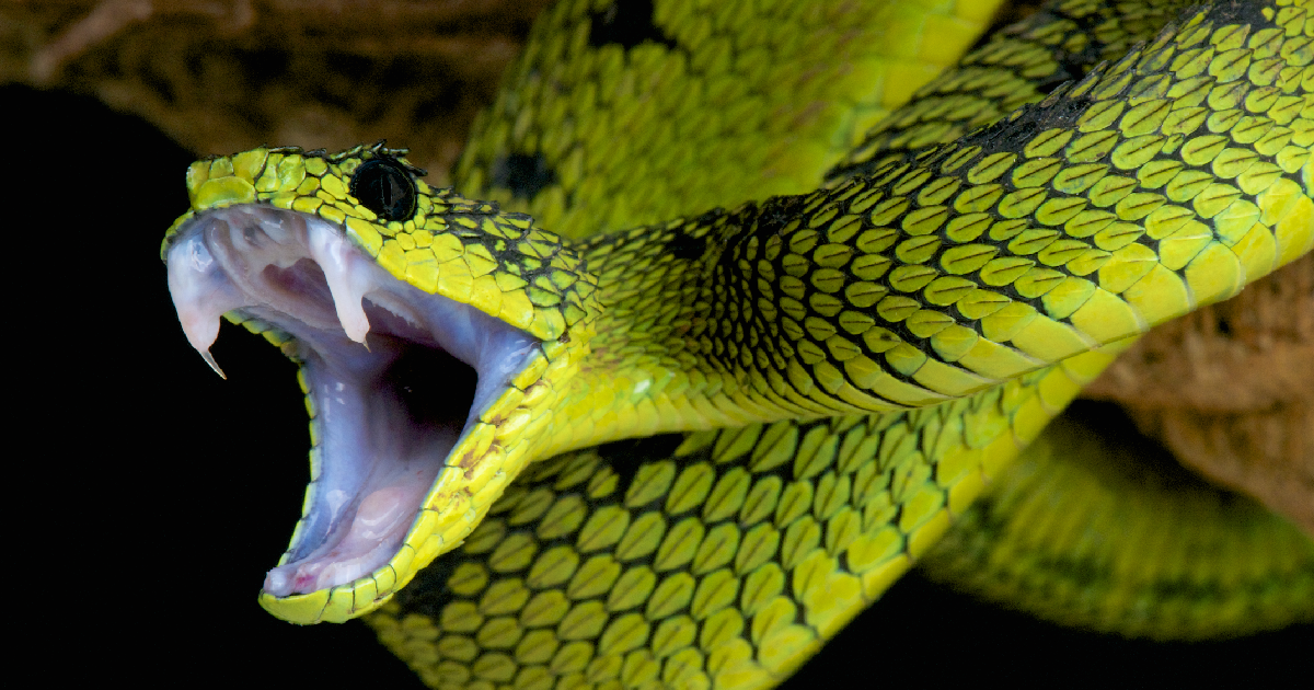 shutterstock - reptiles4all
