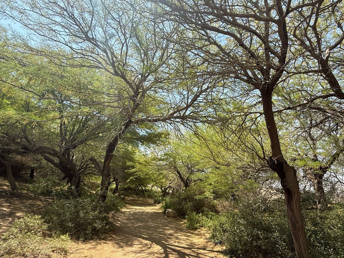 بستان أشجار السنط قرب كلية سديه بوكر في النقب (تصوير: شلومو رودد / مشروع بيكي ويكي عبر ويكيميديا كومنز، CC BY 2.5)