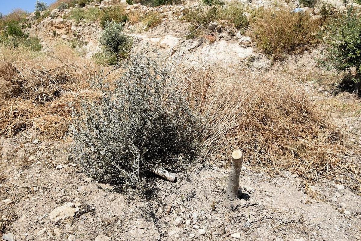 شجرة زيتون تم تخريبها وتقطيعها من قبل مستوطنين

المصدر: سلمى الدبعي / مركز بتسيلم (B'Tselem) عبر ويكيميديا كومنز (مقتطعة، CC BY 4.0)