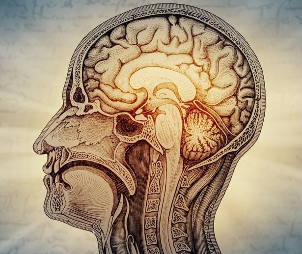 رسم توضيحي يبيّن المسارين المختلفين لنشوء أجزاء الدماغ الأمامية والخلفية خلال مراحل التطور الجنيني.
المصدر: جامعة ستانفورد للطب