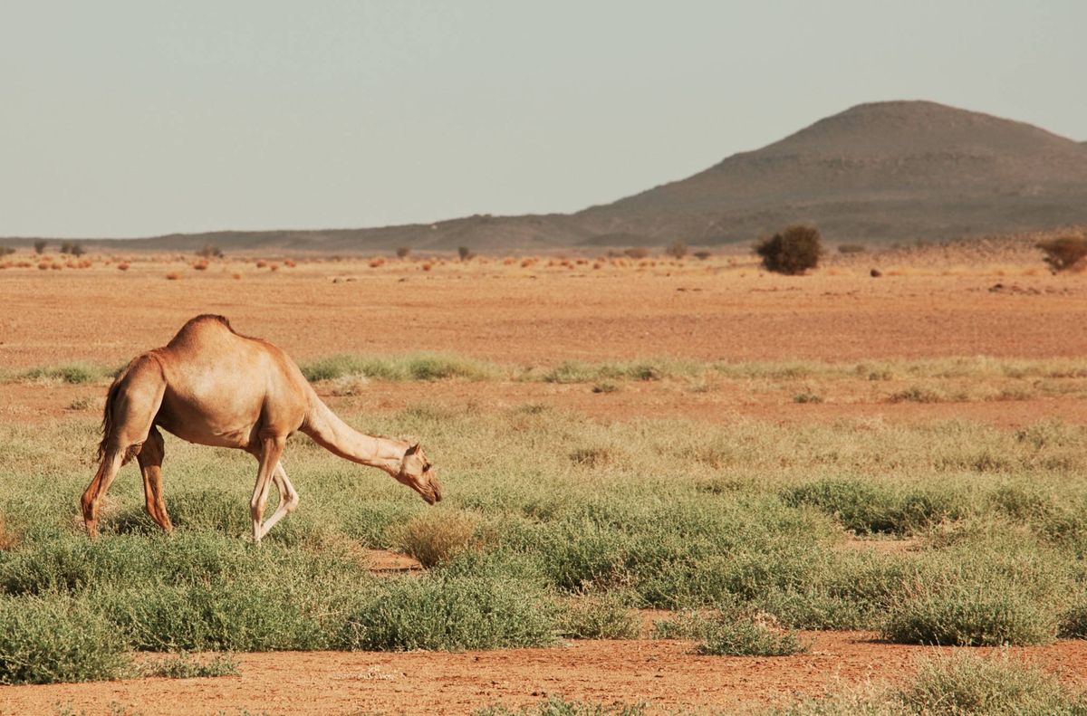 مطالبة بترخيص تربية الإبل وتوفير المراعي لها في النقب