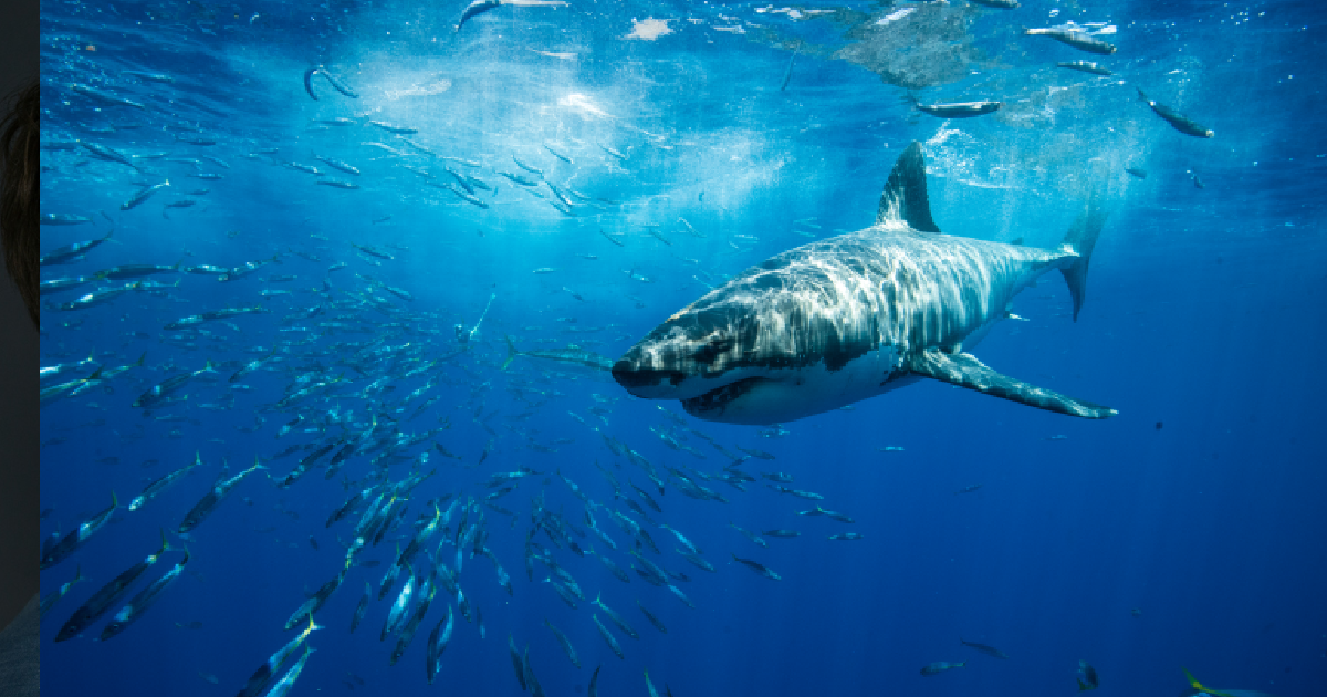 shutterstock - Jennifer Mellon Photos
