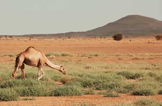 "لأول مرة مروحية تطارد الإبل".. معيقل الهواشلة يكشف تفاصيل فرض غرامات كبيرة على أهالي أم البدون والبقيعة
