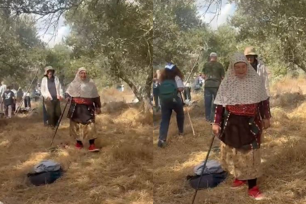لقطات من مقطع فيديو لفهيمة عياضي أثناء قطف الزيتون من أرضها