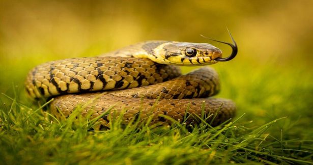 shutterstock_Marc Freebrey
