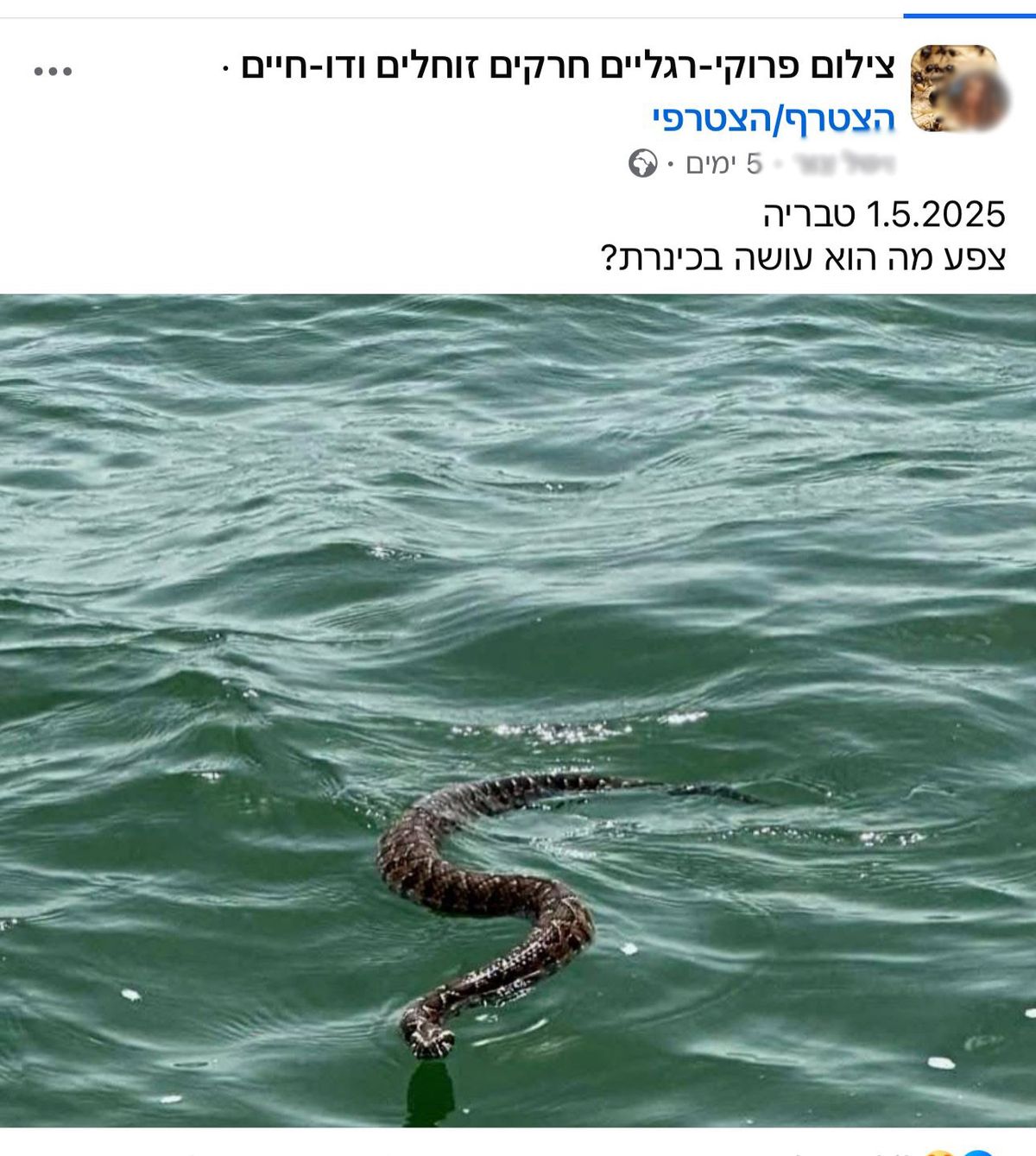 أفعى سامة تسبح في بحيرة طبريا - صورة منشورة في الفيسبوك
 