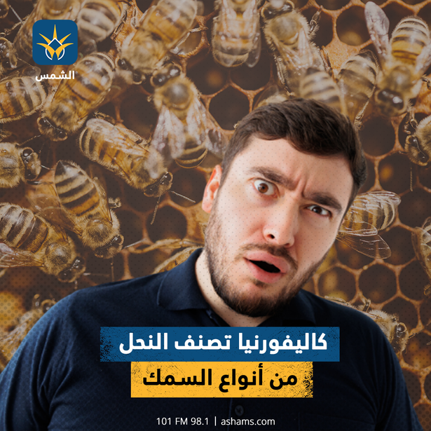 كاليفورنيا تصنف النحل من أنواع السمك