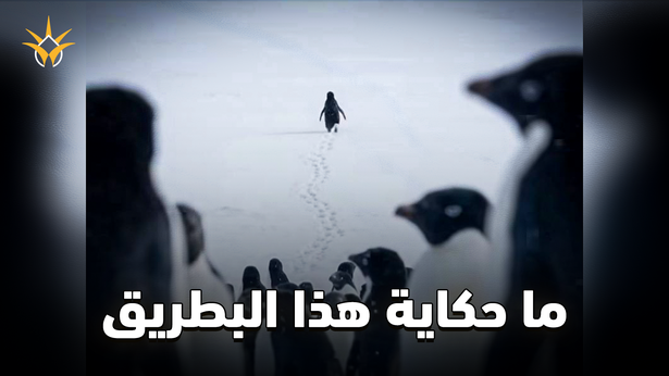 ما قصة البطريق الذي انفصل عن القطيع؟