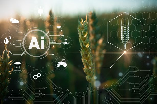 Smart,Ai,Monitoring,Wheat,Field,Technology,,Smart,Farming,Interface,Icons. | Shutterstock