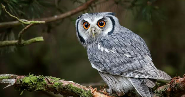 shutterstock - Tousif Ahmed Bhuiyan