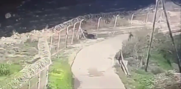 ارتقاء 3 فلسطينيين في عملية تبادل لإطلاق النار في مستوطنة أدورا غرب الخليل
