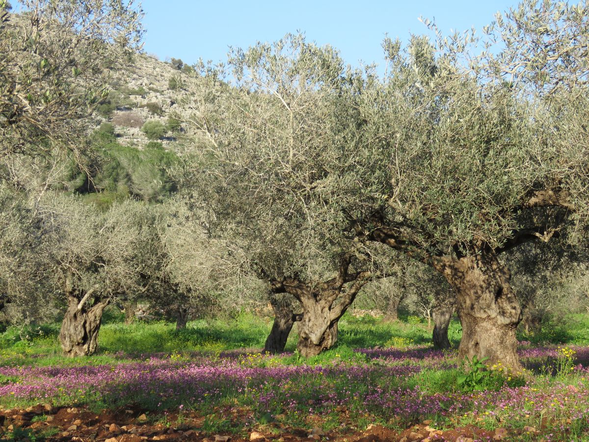 بساتين زيتون في سخنين (تصوير: Roi Porat / ويكيميديا كومنز، CC BY 4.0)