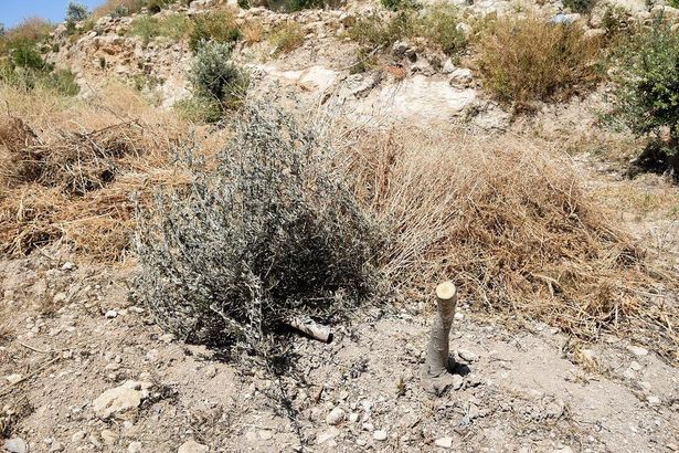 شجرة زيتون تم تخريبها وتقطيعها من قبل مستوطنين

المصدر: سلمى الدبعي / مركز بتسيلم (B'Tselem) عبر ويكيميديا كومنز (مقتطعة، CC BY 4.0)