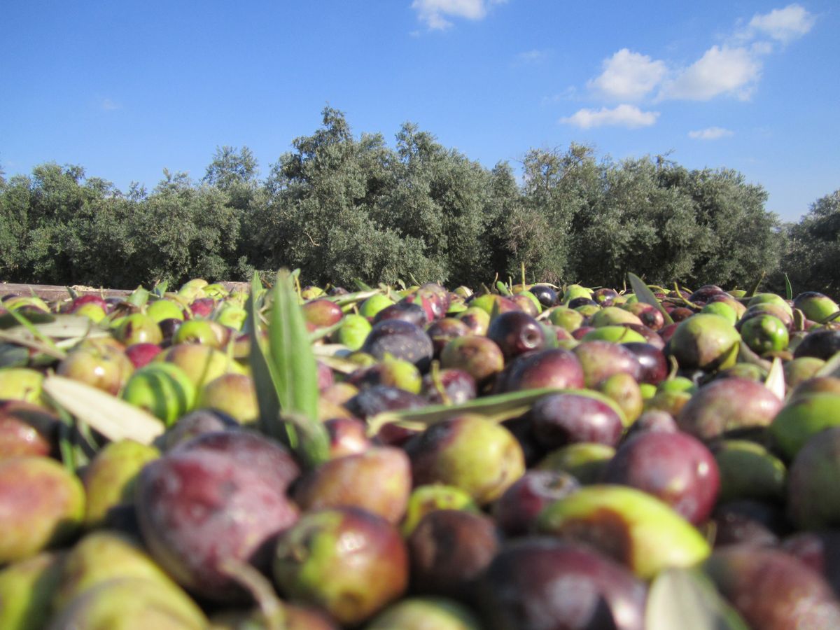 ثمار زيتون على الأشجار في موسم القطاف في البلاد (تصوير: אליעד מלין / ويكيميديا كومنز، CC BY-SA 4.0)