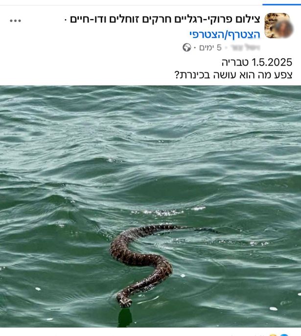 أفعى سامة تسبح في بحيرة طبريا - صورة منشورة في الفيسبوك
 