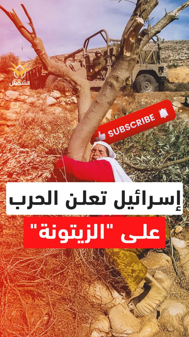 حصار وبوابات وكلاب حراسة استيطانية.. الزيتون الفلسطيني يواجه أخطر موسم في تاريخه