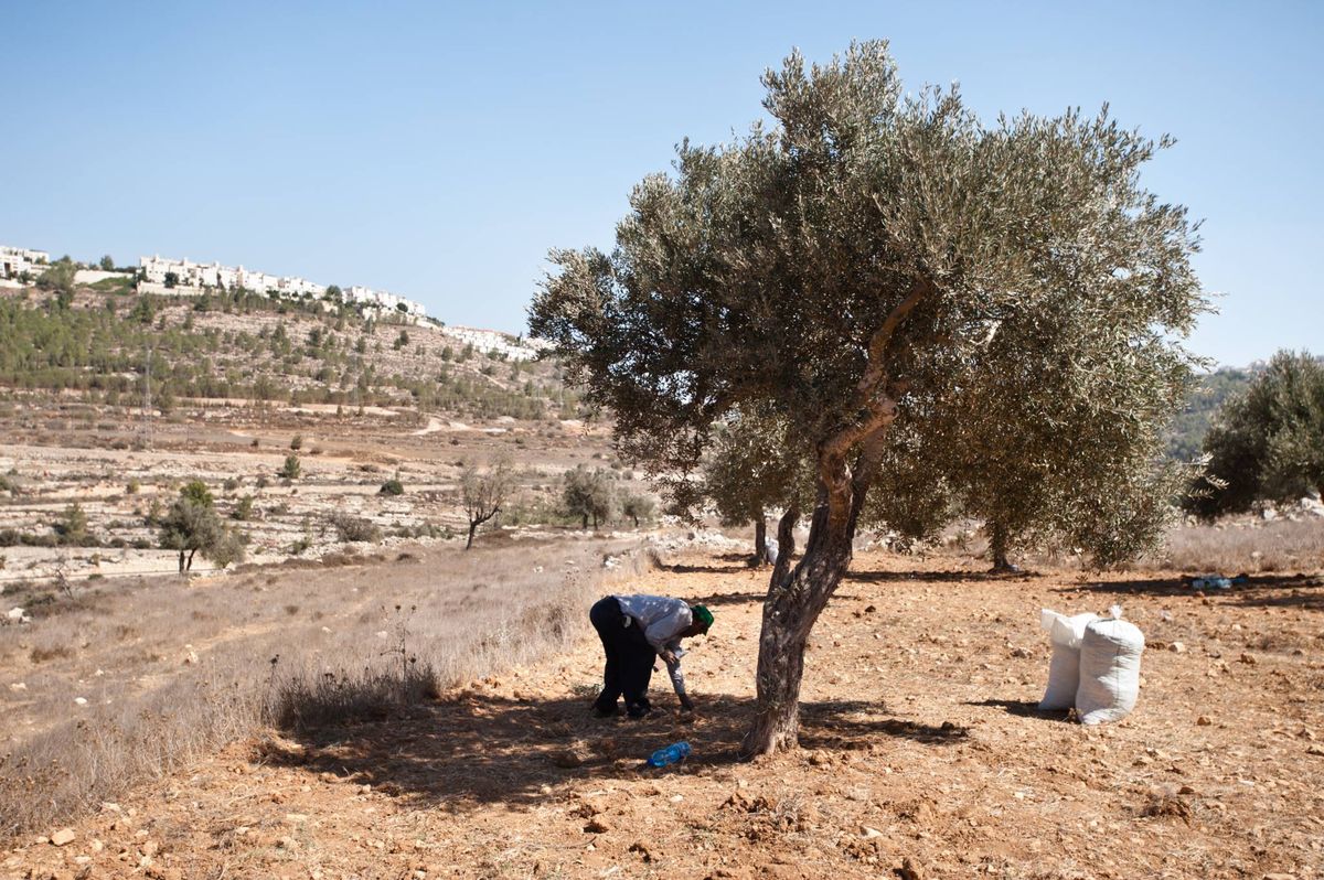 سموتريتش يطالب بمنع الفلسطينيين في الضفة من قطف الزيتون