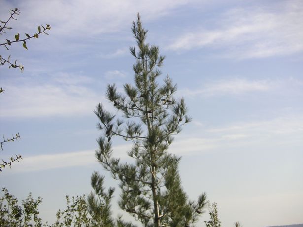 غيوم فوق شجرة في سماء البلاد (تصوير: elad shallev / مشروع بيكي ويكي عبر ويكيميديا كومنز، CC BY 2.5)
