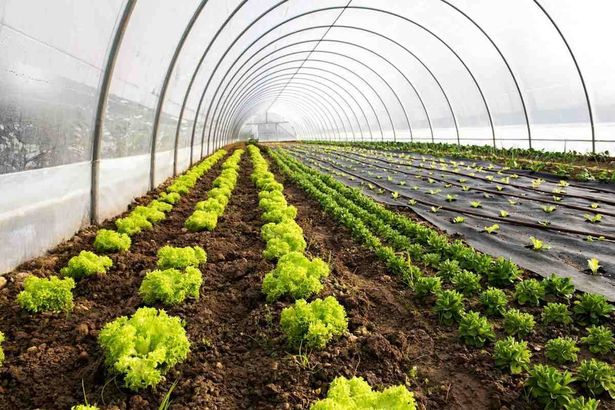 بذور فلسطينية تنضم إلى "سفينة نوح النباتية".. ما القصة؟