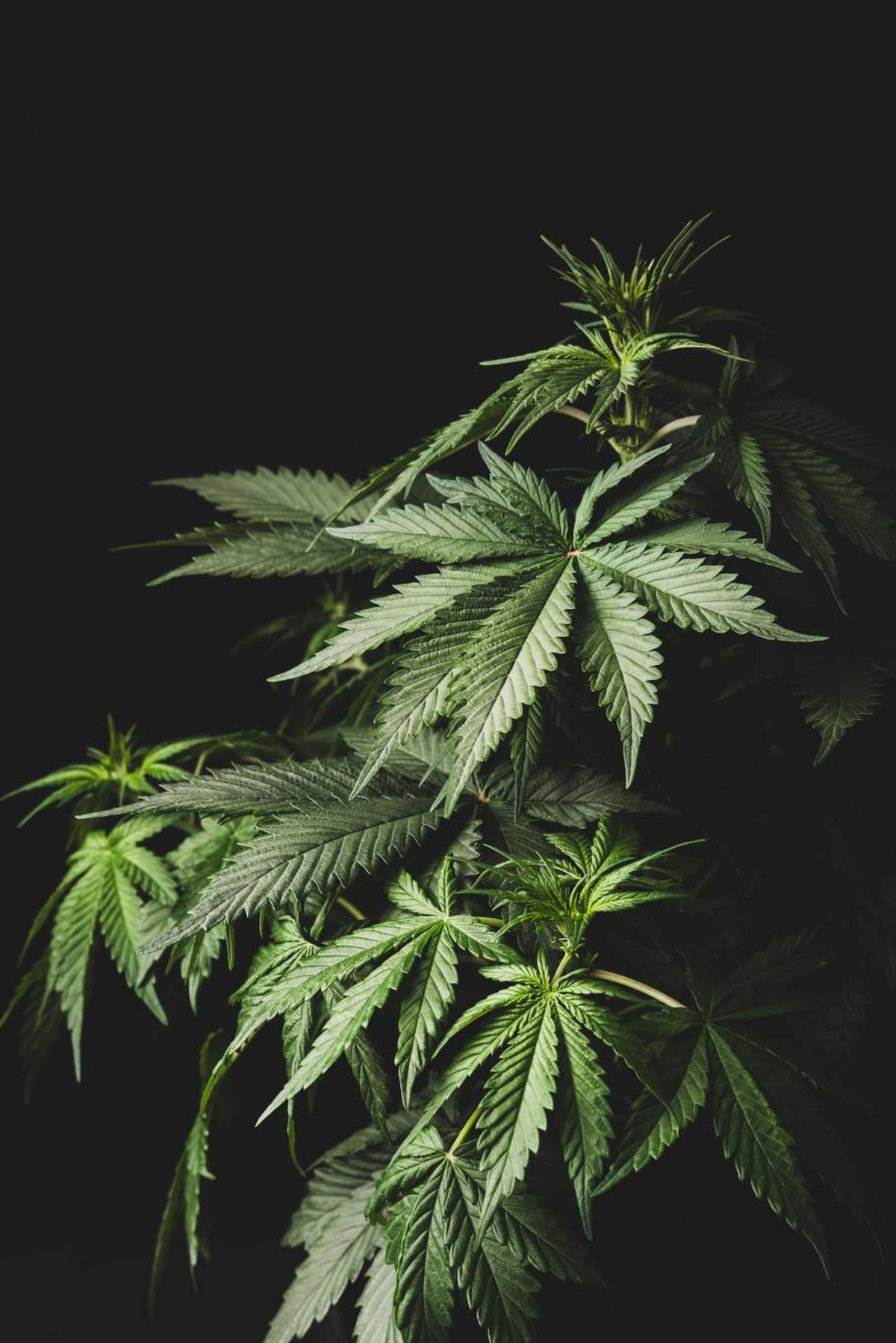 شرعنة القنب الطبي وتوسيع استخدامه بموجب وصفة طبية لعدة أمراض