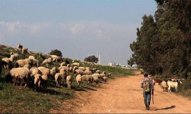 السلطات الإسرائيليّة تضيّق الخناق على مربّي المواشي بوادي عارة
