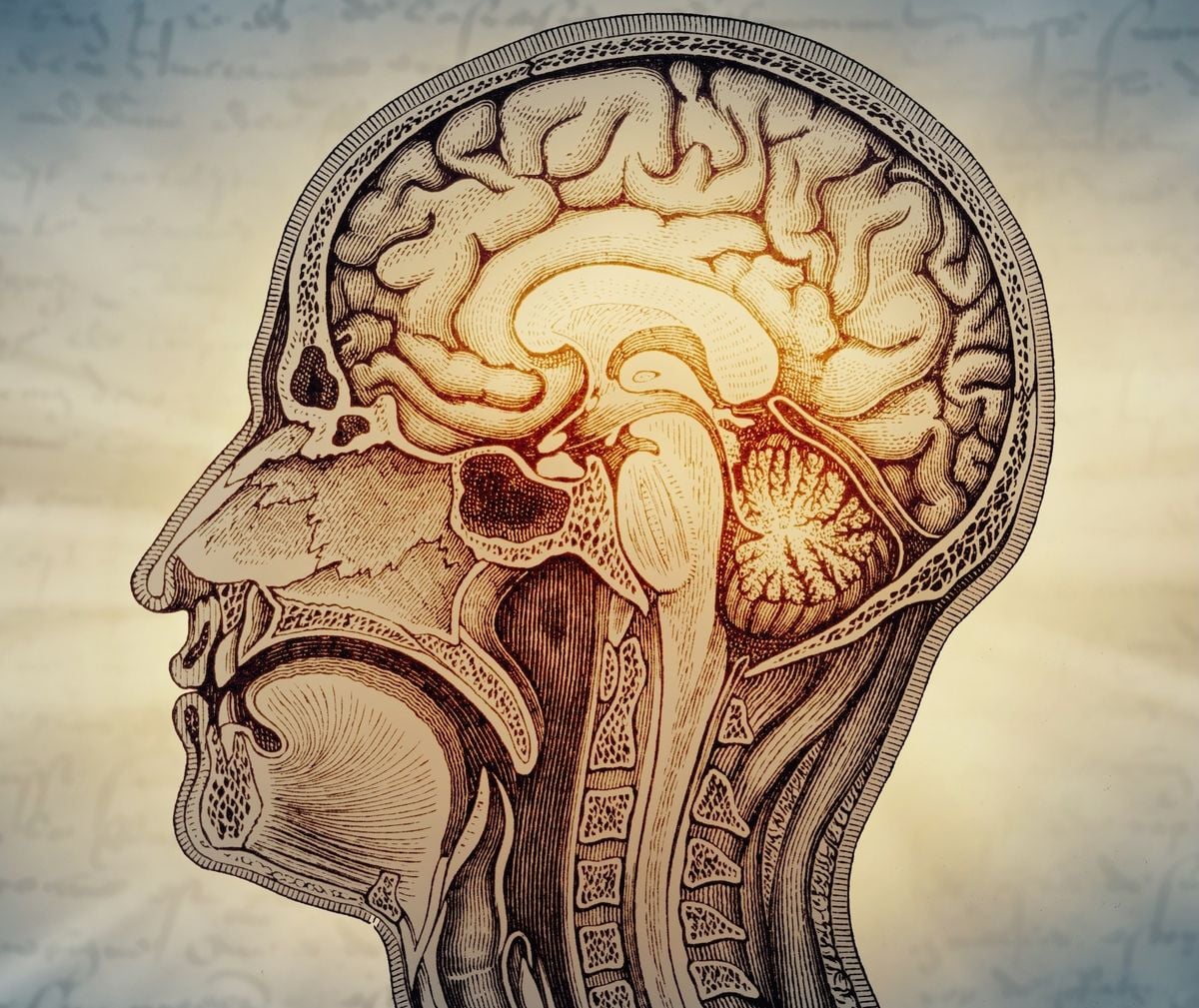 رسم توضيحي يبيّن المسارين المختلفين لنشوء أجزاء الدماغ الأمامية والخلفية خلال مراحل التطور الجنيني.
المصدر: جامعة ستانفورد للطب